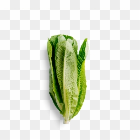 Water Spinach, HD Png Download - romaine lettuce png
