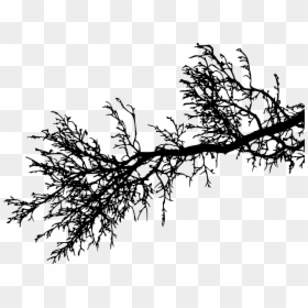 Pine Tree Branch Silhouette, HD Png Download - christmas tree branches png