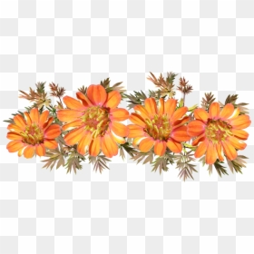 Protea Family, HD Png Download - orange color png