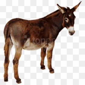Donkey Png, Transparent Png - donkey head png