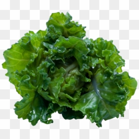 Grow Kale Indoors, HD Png Download - romaine lettuce png