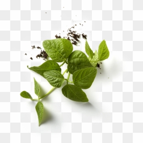 Bean Plant Png - Bean With Leaf Png, Transparent Png - bean plant png