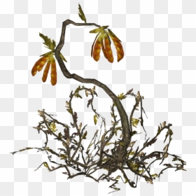Twig, HD Png Download - bean plant png