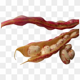 Common Bean, HD Png Download - bean plant png