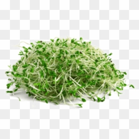 Transparent Sprout Clipart - Alfalfa Png, Png Download - bean plant png