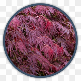 Grevillea 'robyn Gordon', HD Png Download - shrub png plan