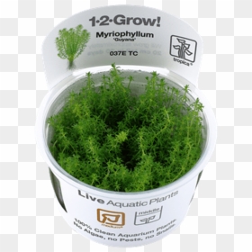 Vesicularia Dubyana, HD Png Download - shrub png plan