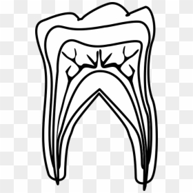 Molar Teeth Diagram Black And White, HD Png Download - tooth vector png