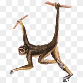 #monkey - #wildlife - #nature - #jungle - #colombia - Spider Monkey, HD Png Download - spider monkey png