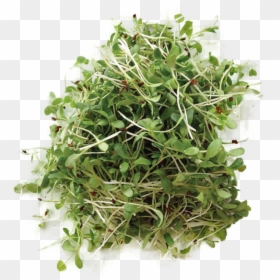 Alfalfa - Micro Plants, HD Png Download - alfalfa png