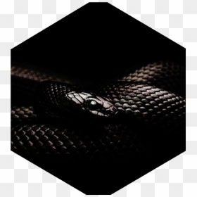 Black Snake Cover, HD Png Download - fu manchu png