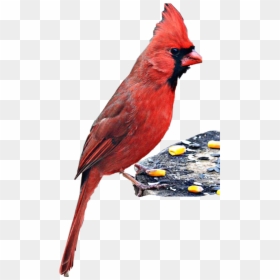 Transparent Cardinal Bird Png - Northern Cardinal, Png Download - cardinal bird png