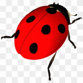 Insect Ladybird Clip Art, HD Png Download - ladybugs png