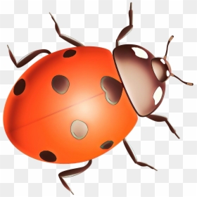 Ladybird Beetle Clip Art Pest Snout - Ladybug, HD Png Download - ladybugs png
