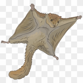 Flying Squirrel Transparent, HD Png Download - cartoon squirrel png