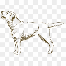 Hunting Dog, HD Png Download - dog drawing png