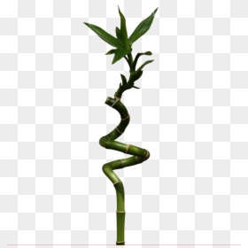 Bamboo Png - Lucky Bamboo, Transparent Png - bamboo plant png