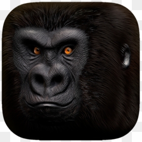 Monkey, HD Png Download - gorilla head png
