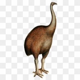 Moa - Elephant Bird Drawing, HD Png Download - photobooth birds png
