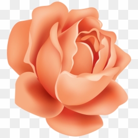 Garden Roses, HD Png Download - rose art png