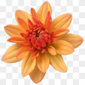 Orange Flower Clip Art - Orange Flower Transparent, HD Png Download - peach flower png