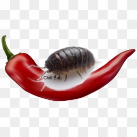 Animal Groups Roleplay Wiki - Chilli Pepper No Background, HD Png Download - pepper emoji png
