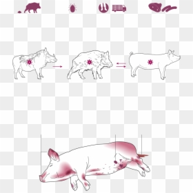 Domestic Pig, HD Png Download - pig snout png