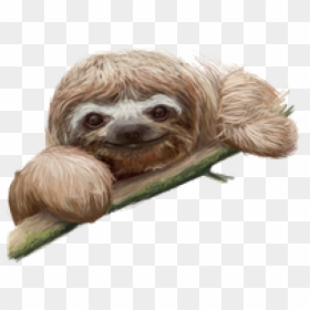 Sloth Png Transparent Images - Sloth Png, Png Download - baby sloth png
