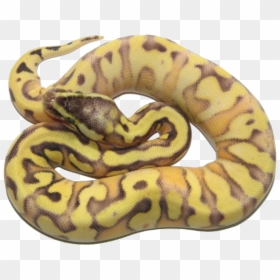 Calico Yellow Belly Banana Ball Python, HD Png Download - ball python png