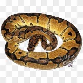 Clip Art Pictures Of Ball Pythons - Serpent, HD Png Download - ball python png