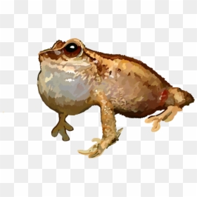 Eastern Spadefoot, HD Png Download - coqui png