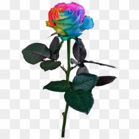 Transparent Rainbow Rose Png - Stem Rainbow Rose Png, Png Download - rainbow rose png