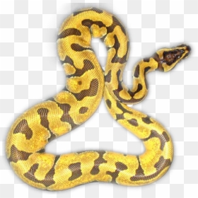 Serpent, HD Png Download - ball python png