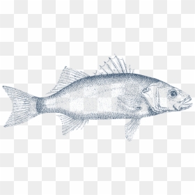 Barracuda Drawing Sardine Fish Huge Freebie Download - Carp, HD Png Download - sardine png