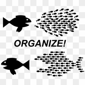 Organize Fish, HD Png Download - organize png