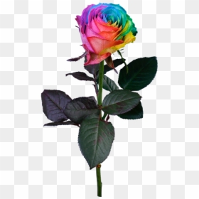 Rainbow Rose, HD Png Download - rainbow rose png