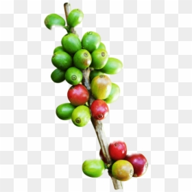 Thumb Image - Hojas De Cafe Png, Transparent Png - pepe .png