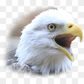 Transparent Eagle Face Png - Eagle Face Transparent, Png Download - eagle face png
