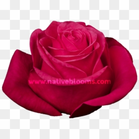 Image - Floribunda, HD Png Download - rainbow rose png