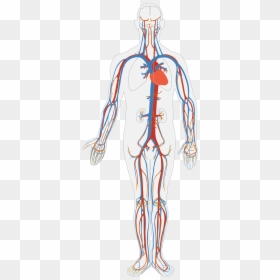 Circulatory System No Names, HD Png Download - circulatory system png
