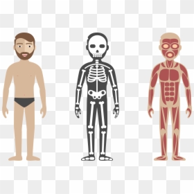 Human Body Circulatory System Anatomy Illustration - Html Css Js Skeleton, HD Png Download - circulatory system png