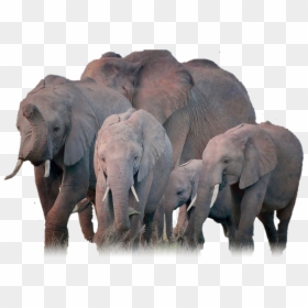 Elephant Herd Png, Transparent Png - helios bust png