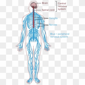 Pin Nervous System Clipart - Nervous System Drawing Easy, HD Png Download - circulatory system png