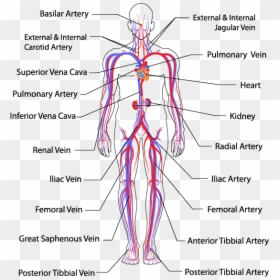 Pulmonary Veins In Body, HD Png Download - circulatory system png