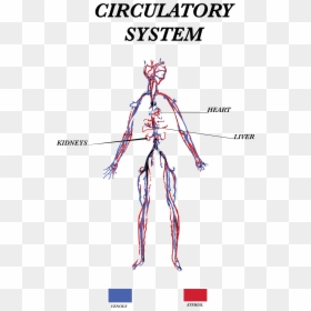Circulatory3 - Jpeg - Circulatory System Diagram Png, Transparent Png - circulatory system png