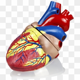 Jumbo Heart Model- 3 Parts - Art, HD Png Download - circulatory system png