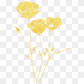 Buttercup, HD Png Download - california poppy png