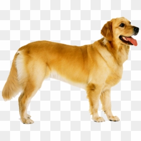 Dog Png Image, Transparent Png - goldendoodle png