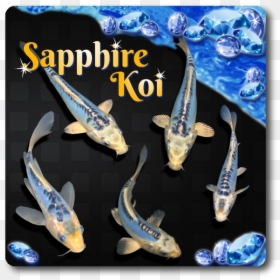 Blue Sapphire Koi, HD Png Download - one fish two fish png