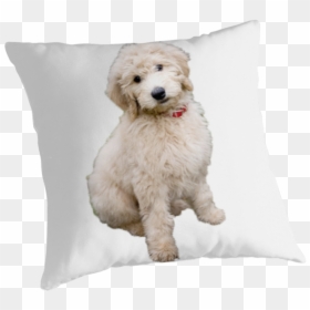 Faze Clan, HD Png Download - goldendoodle png